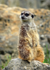 Meerkat family member (Suricata suricatta) on guard