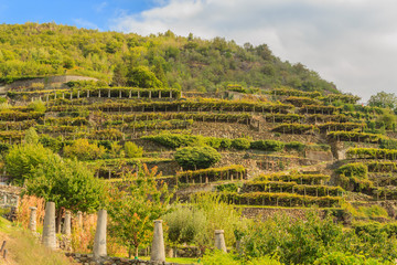 the characteristic viticultural landscape of Carema, Piedmont,Italy /the slopes hilly  have been terraced  with the construction of dry stone supporting walls on which the pylons rise with  vineyards