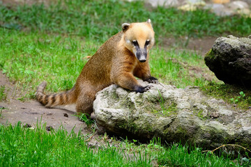 Fototapeta premium Cute coati (Nasua), wild animal looking like raccoon