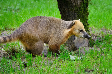 Cute coati (Nasua), wild animal looking like raccoon