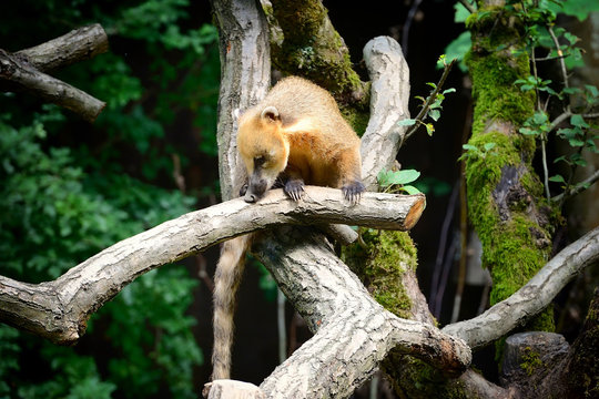 South American coati (Nasua) on tree branch