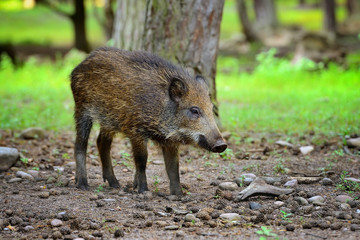 Young wild boar in the forest. Selective focus