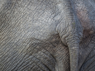 Fototapeta premium Closeup of tail of African elephant with wrinkly grey skin and nice texture, Botswana, Africa