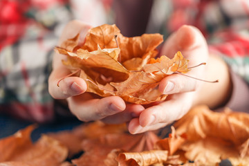 heap of fall leaf on blue table in hands