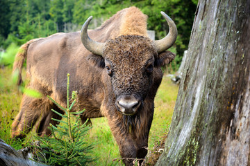 European Bison in the forest. Wisent. Bison bonasus © nmelnychuk
