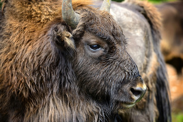 Fototapeta premium Portrait of European bison (Bison bonasus). Wisent.