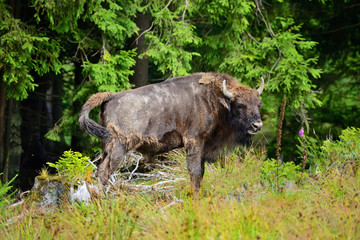 European Bison in the forest. Wisent. Bison bonasus