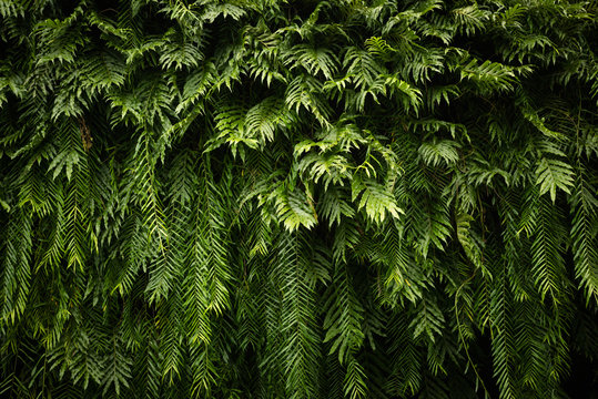 Nature green leaf background and textured, Leaves wall for background, Fern background