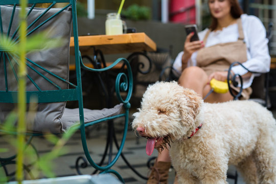 Woman With Her Dog In Cafe Bar