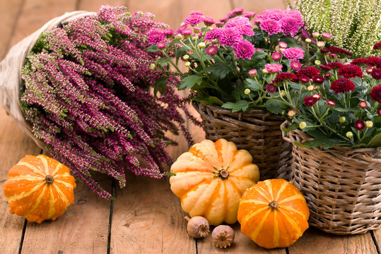 Dekoration - Herbstblumen und K&uuml;rbisse