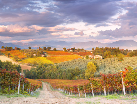 Europe,Italy,Umbria,Perugia district,Montefalco..Vineyards in autumn