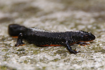 Weiblicher Bergmolch