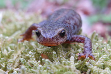 Weiblicher Bergmolch auf Wanderung