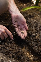 Mid section of woman planting seeds in garden