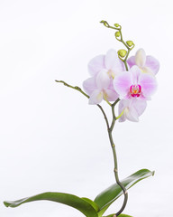 Naklejka na ściany i meble A butterfly orchid plant on white background