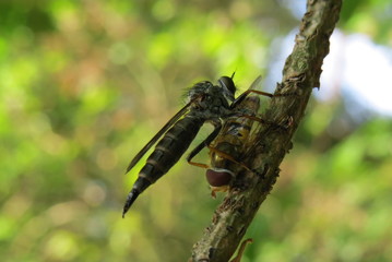 Raubfliege mit Beute