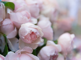 Rose flowers blooming