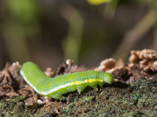 Caterpillar (The common grass yellow)
