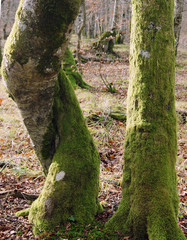 Naklejka premium Torcido y recto