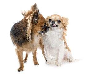 two long hair chihuahuas