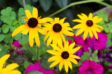 The yellow flowers in the garden on a close up view.