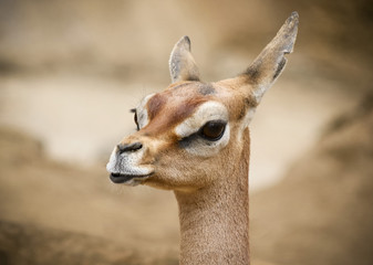 Obraz premium A Close Portrait of a Female Gerenuk