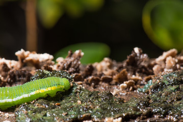 Caterpillar (The common grass yellow)