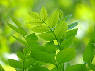 Fototapeta na wymiar green leaves natural background