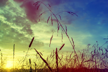 Grass when sunset with retro vintage filter
