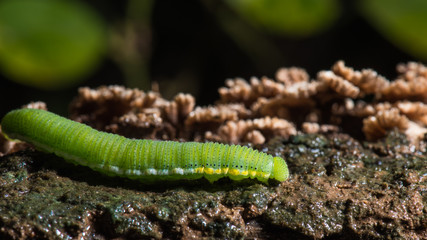 Caterpillar (The common grass yellow)
