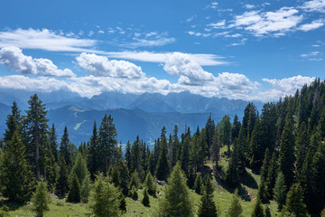 View over the green slopes with pine trees in Dobratsch Nature Park in the Austrian Alps