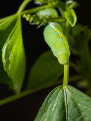 Caterpillar (The common grass yellow)