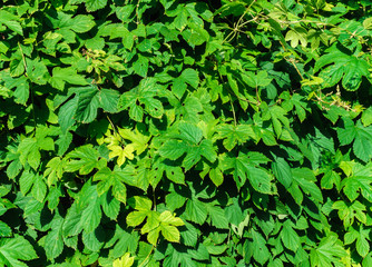 overgrown with hop leaves on a sunny summer day, in the countryside.