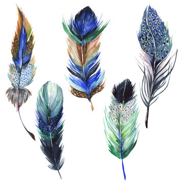 Watercolor bird feather from wing isolated. Aquarelle feather for background, texture, wrapper pattern, frame or border.