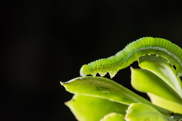 Caterpillar (The common grass yellow) with black background