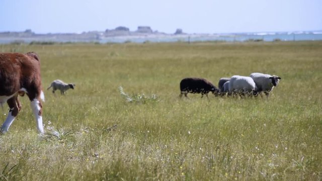 Reba&ntilde;o de ovejas y vacas