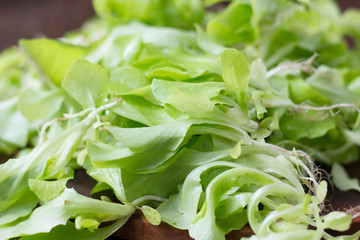 Green salad leaves