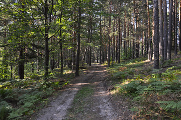 Fototapeta na wymiar Path in the woods between pine trees