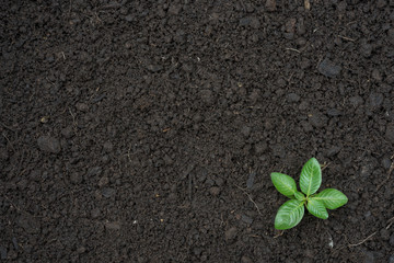Seedling green plant surface top view textured background
