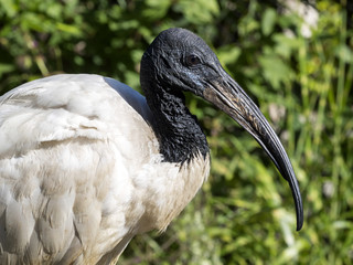 African sacred ibis Threskiornis aethiopicus, was almost extinct in nature
