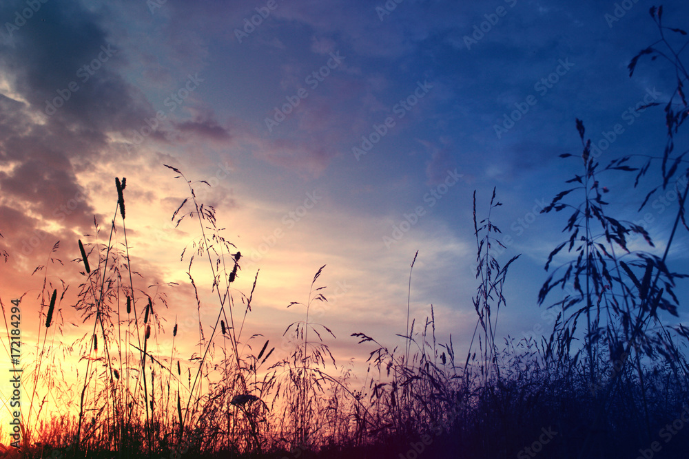 Wall mural Grass when sunset