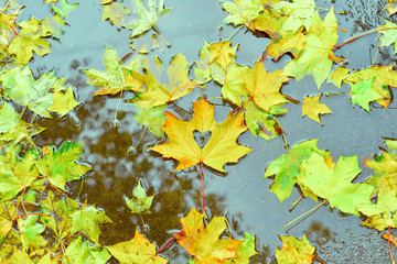 Fototapeta na wymiar yellow carved maple leaf rests in a puddle