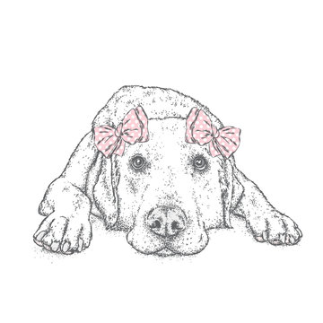Cute puppy with bows. Vector illustration for a postcard or a poster, print for clothes. Pedigree dog. Labrador.