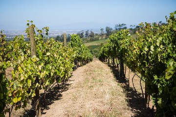 Fototapeta na wymiar View of vineyard