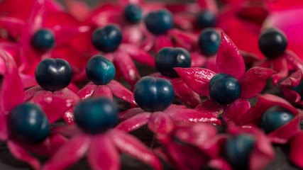 Clerodendrum trichotomum