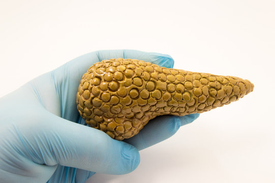 Doctor keeps in hand, dressed in glove, anatomical model of pancreas on white background. Concept image for diagnosis, treatment, surgery of the pancreas, the object of study and visualization 