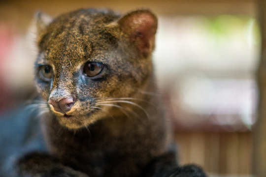 Portrait eines Jaguarundi Puma