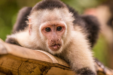 Kapuziner streck seine Zuge raus