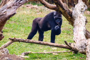 Gorilla in Cabarceno National Park