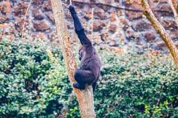 Naklejka premium Gorilla in Cabarceno National Park